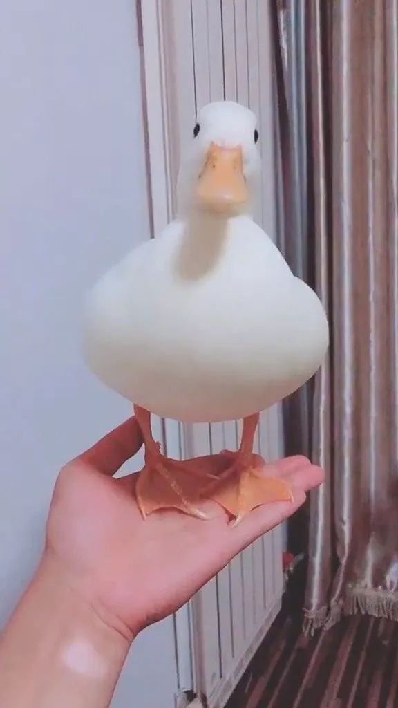 今天也要营业鸭，15000一只的网红鸭，要吸吗？