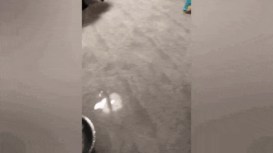 主人把哈士奇关在厕所, 下班时家里变成游泳池, 二哈: 可以游泳了