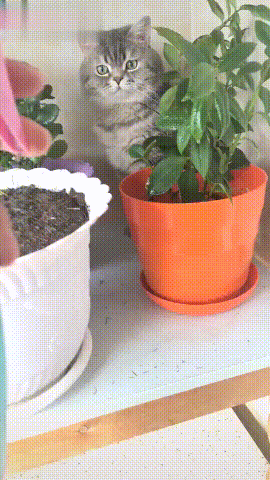 主人给草喷水，猫咪在旁也被喷湿，喵：我这么大个猫你看不见啊！