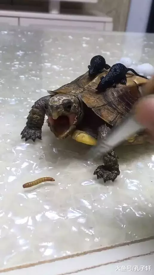 主人用镊子夹蠕虫，乌龟激动到张大嘴，没料却被主人这样整蛊