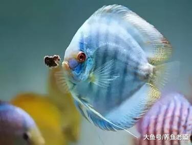 任何观赏鱼都不可能对于主人置之不理，为什么我们的观赏鱼不行？