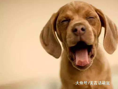 狗狗舔你的脸是表达爱意？错！原来我们误解它们了