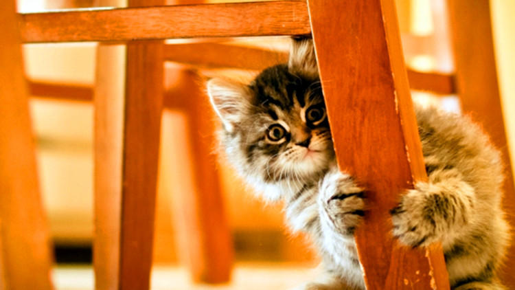 猫咪的占有欲，铲屎官最好了解一下