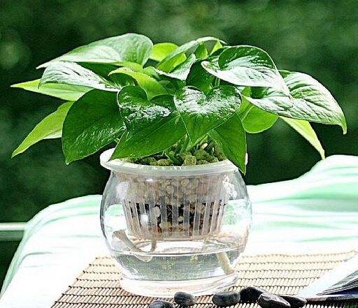 对于绿萝来说，它是靠光合作用从而补充能量与糖分，所以阳光是绿萝茁壮生长的必备条件