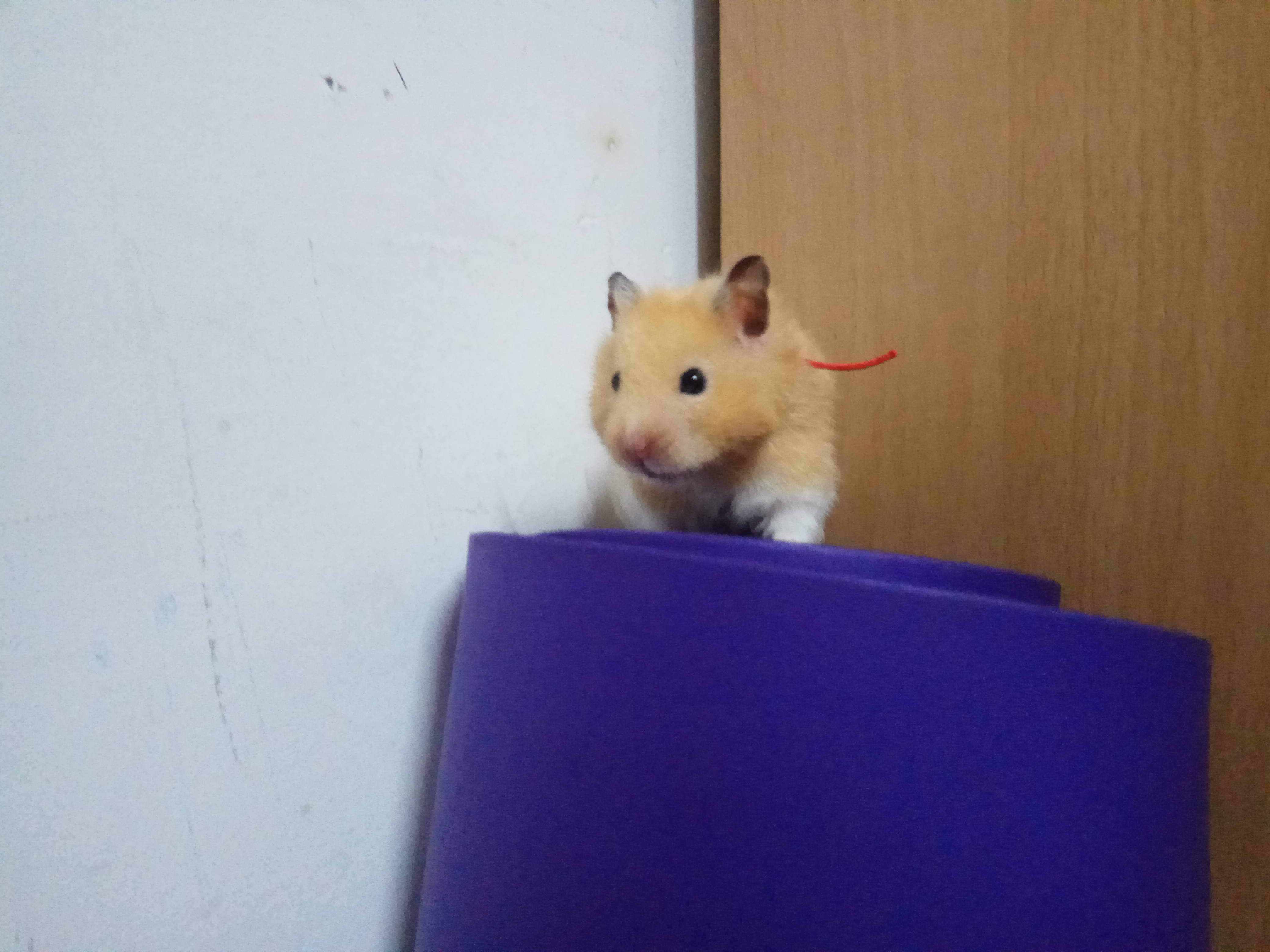 金丝熊在房间里乱跑，爬上了瑜伽垫却下不来，这下尴尬了吧