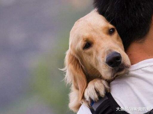 主人抱起狗狗的时候，为什么它就不敢动了？原因有5个