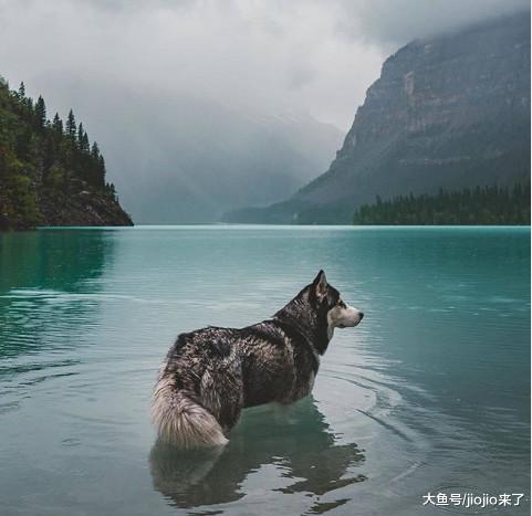又到夏天，养狗的铲屎官们一定要了解这些容易被忽视的安全问题