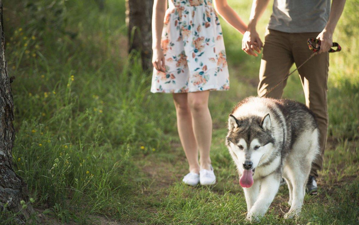 不知道吧? 遛狗也讲究科学方法, 那你知道哪样遛狗最“伤狗”吗?