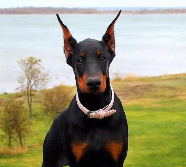 德国杜宾犬有这6种突出的优点，难怪现在还有这么多人想养！