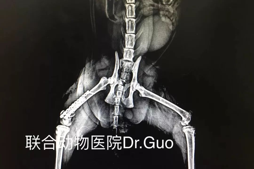 猫咪狗狗骨折了怎么办？扒一扒宠物“骨子里”的那些事