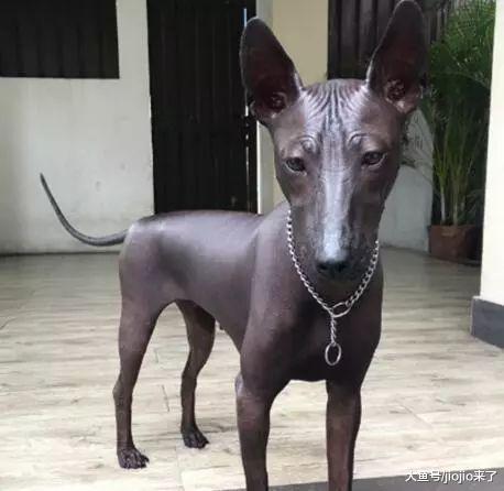 菲律宾无毛狗神似雕像一夜爆红, 有人觉得超酷有人却完全不能接受