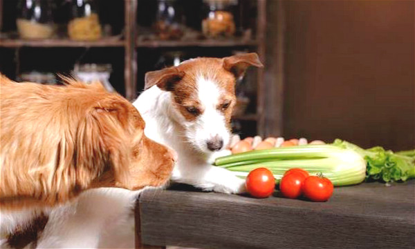 狗狗能吃哪些食物？以下几种东西吃不得，否则可能会闹出狗命！