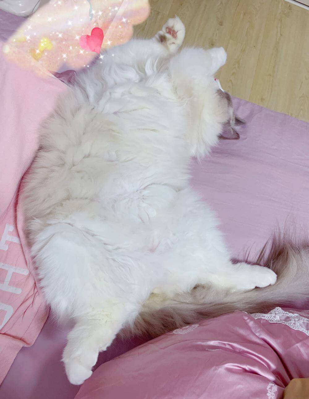 你试三天不铲屎吗？隔着屏幕也闻到屎味，哈哈哈笑喷了……
