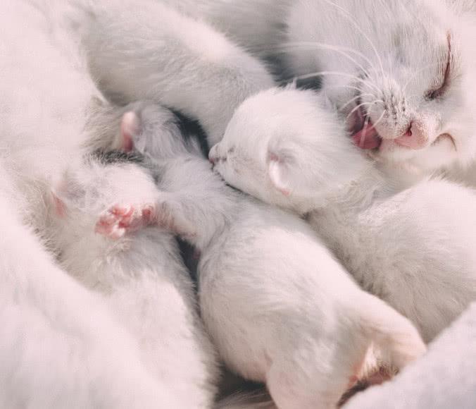 新手鏟屎官必須了解的養貓知識，有哪些事情需要格外注意