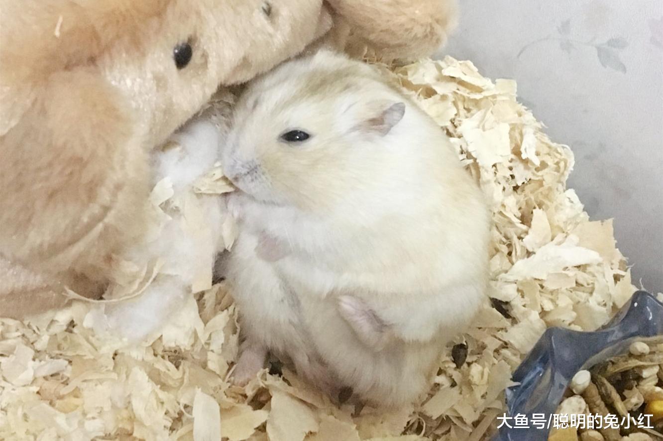 “丑”布丁大变样，宠主看完认不出：这是哪来的漂亮鼠子