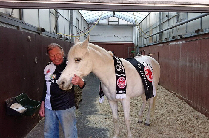 德国一匹白马独自在市区散步14年，当地居民早已习惯