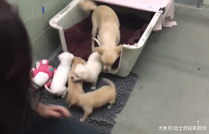 流浪狗被救助，却没看到自己的孩子，再次见面时让人泪目