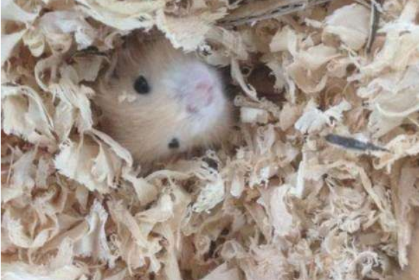 三线紫仓，我的宠物，也是我的朋友