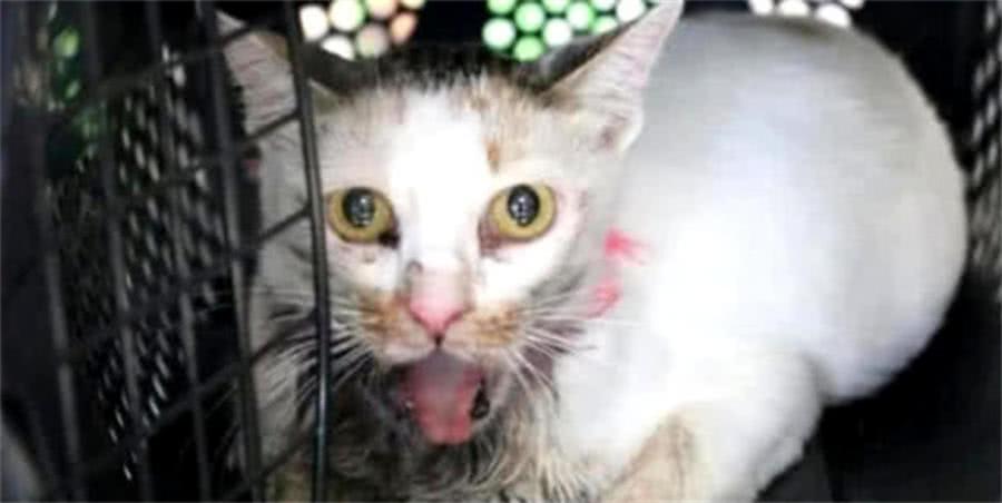 流浪貓躲在草叢里哀嚎，男子發現上前檢查，結果一看感到觸目驚心