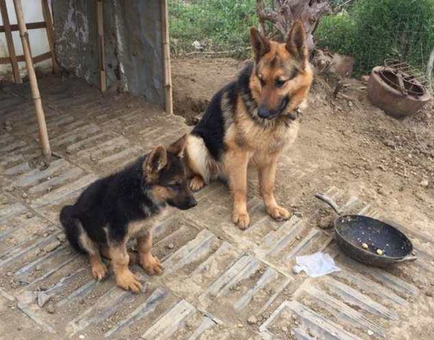 一个人住这种地方害怕咋办？果断养两条德牧，感觉放心多了