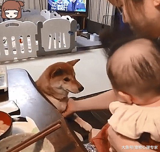 女主人刚抱着小孩，柴犬的反应过于真实：这个家只能有我一个宝宝