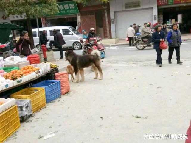 小县城遛狗就可以不牵绳？引发网友们强烈谴责：道德都不要了！