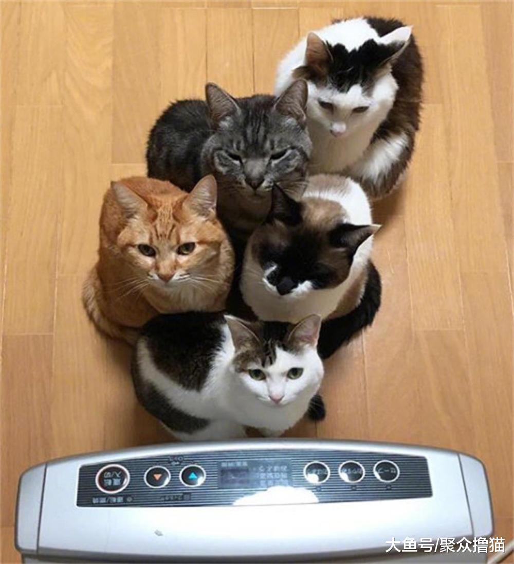 一群可爱猫咪挤在着取暖，它被排在外面，原来是被橘猫挤出来的