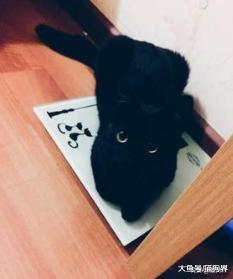 我们国内的本土猫，颜值丝毫不输国外的品种猫！