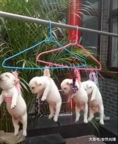 媳妇舍不得卖掉狗宝宝, 每次家里打扫清洁, 阳台的场景就亮了