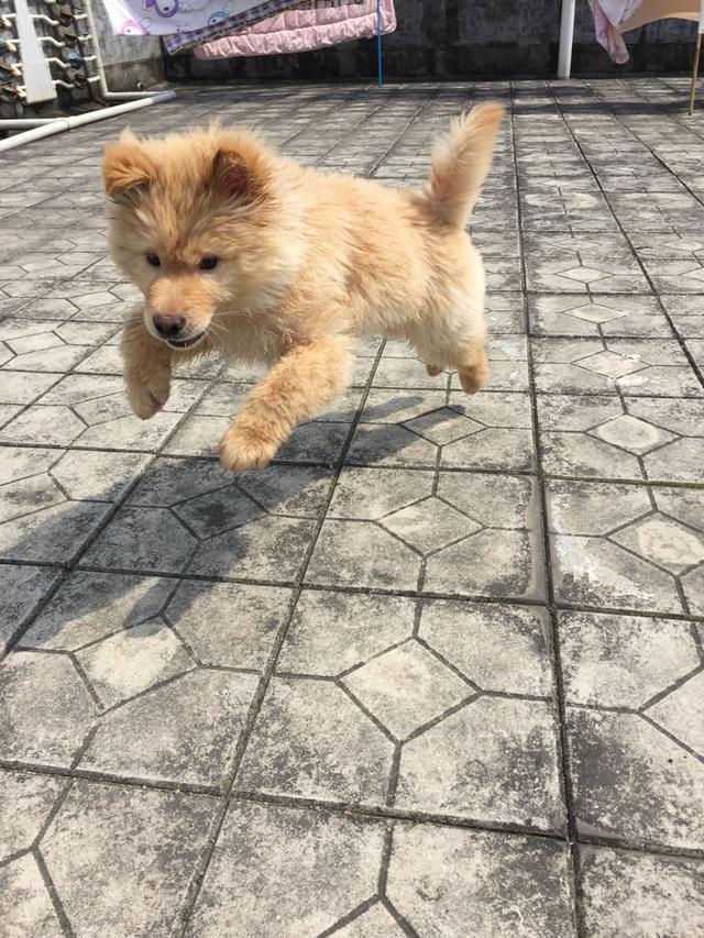 禁養烈性犬可以避免傷人？危險犬法案真的有效嗎？看看數據怎么說