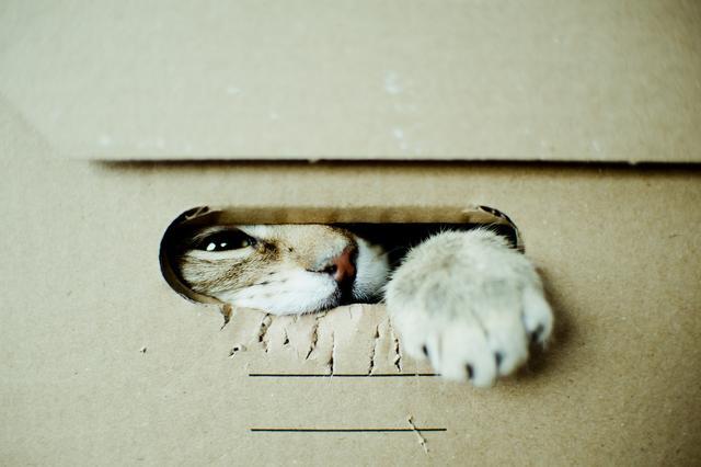 猫奴不解，为什么猫咪如厕后特别high？其实它是在保护自己