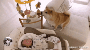 柴犬看到漂亮的床头铃，以为是给它买的，谁还不是个宝宝呢