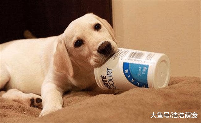 會做下面5件事的狗狗，說明它的智商很高，你家的占了幾個？