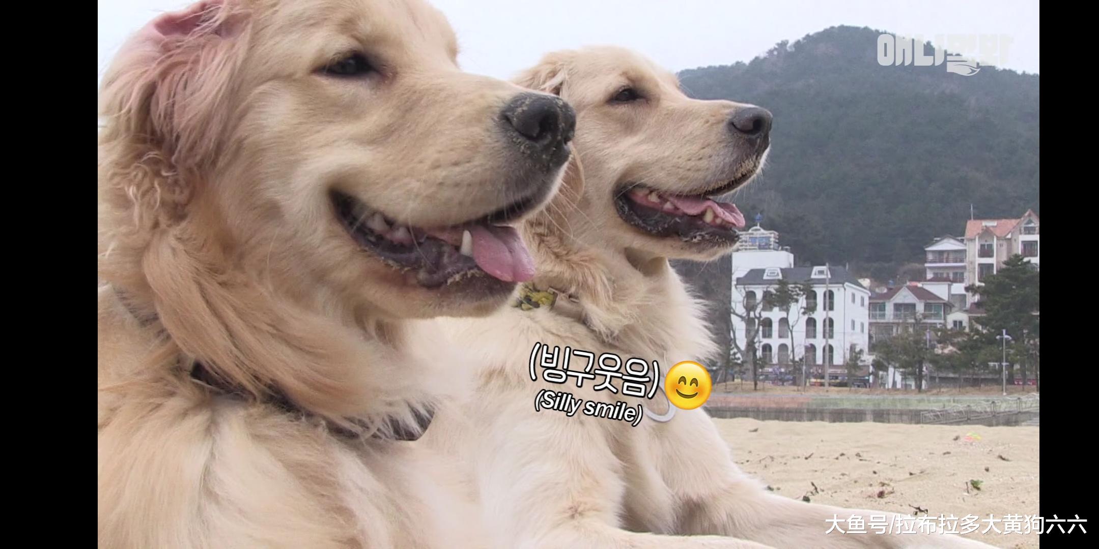 因为难以忘记小时候的玩伴，这只狗陷入了单相思之恋，郁郁寡欢