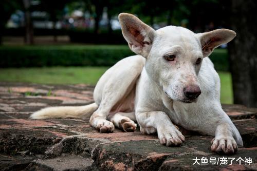 牢记八点让狗狗更长寿，陪伴可以更久一点