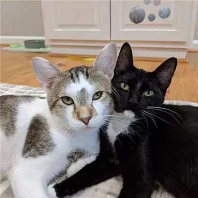 这只猫简直就是喵界宠妻狂魔，不仅吃饭让老婆先吃，就连老婆