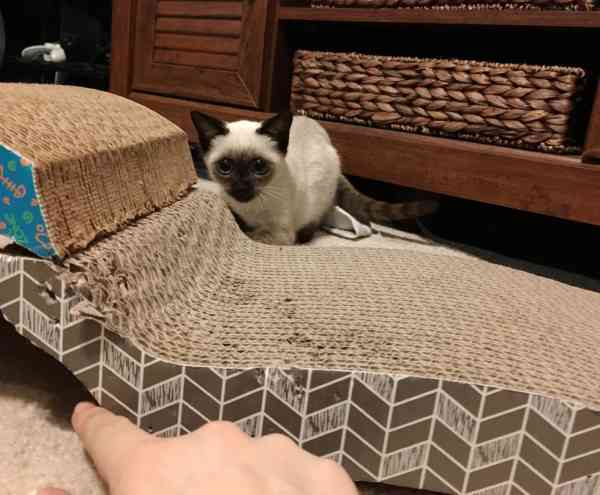 野外生存困难的流浪猫，对人很抗拒，因感受到爱也变得温和了许多