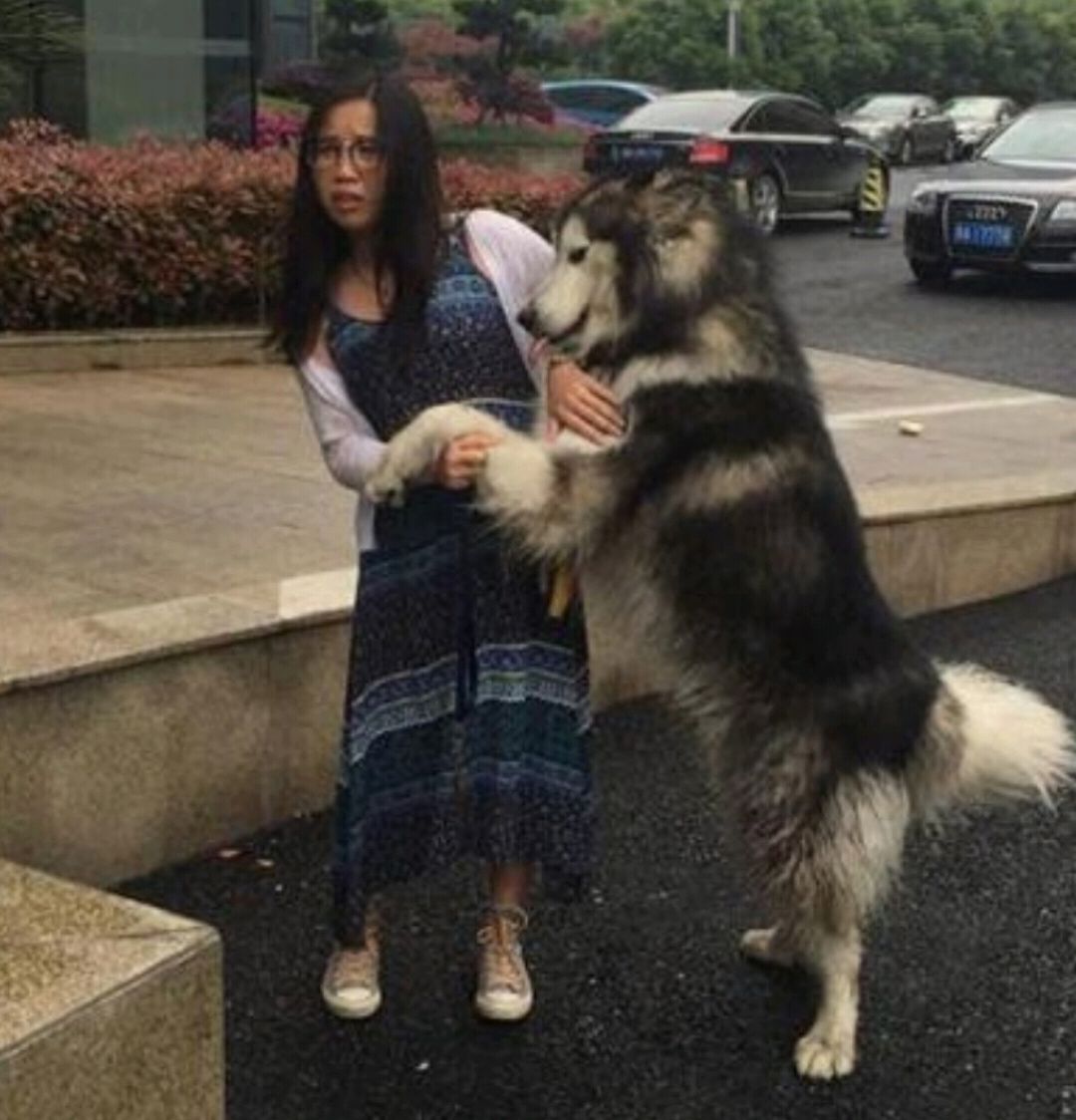 女子养阿拉斯加犬，原来是为了脱单