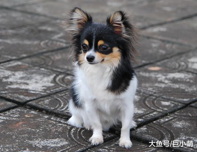 训犬时该不该惩罚狗狗呢？鞭子和糖的策略，可以用在狗狗身上吗？