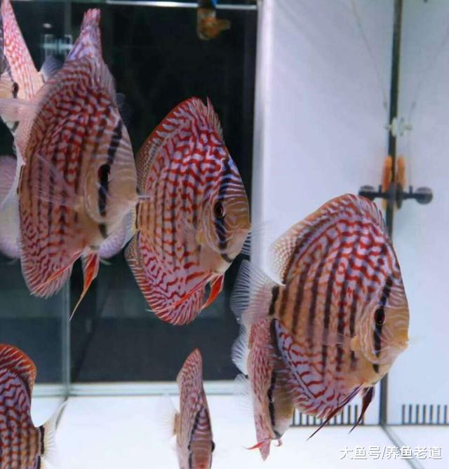 观赏鱼的体色发暗和黑体是两回事，哪些情况需要治疗？