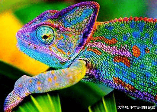 它们是最小宠物，很多主人都非常喜欢，看看你喂养了吗？