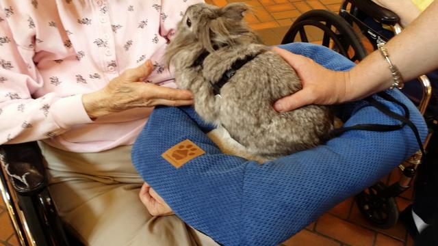 不只是狗狗，猫咪也能成为治疗动物，为什么它们能治愈人心？