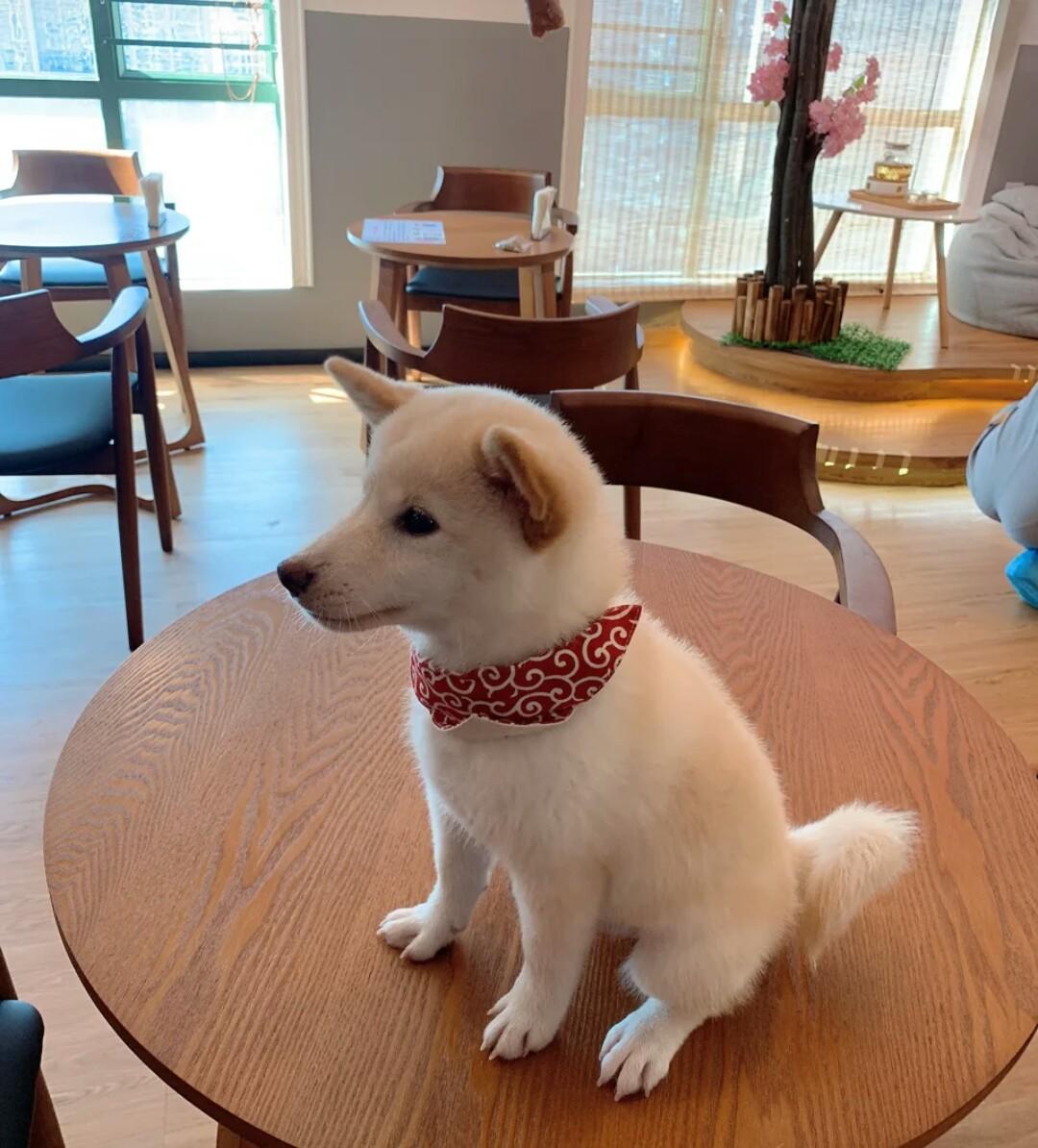 刚到家的狗子，如何让它们记住自己名字，让铲屎官呼之则来