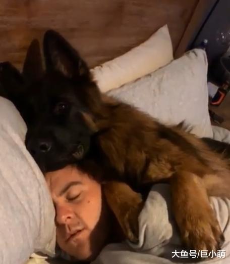 德牧喜欢抱主人睡觉，但整只压在头上，主人确定还有呼吸？