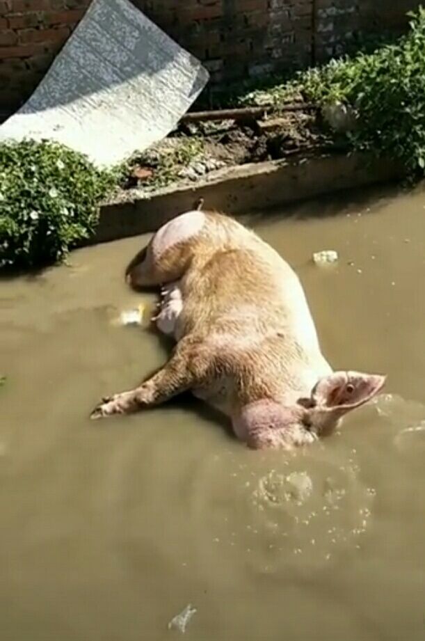 男子在小巷发现一头死了的猪，仔细观察后，拍手称快