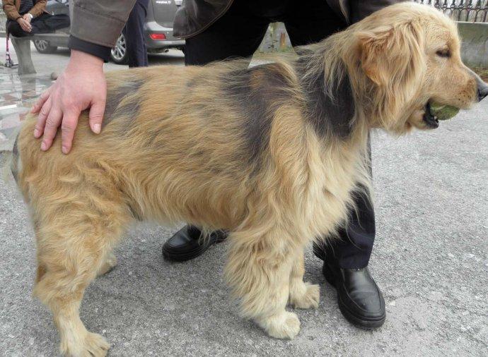 老年犬猫吃多却变瘦, 需要检查甲状腺功能, 可能存在甲状腺问题
