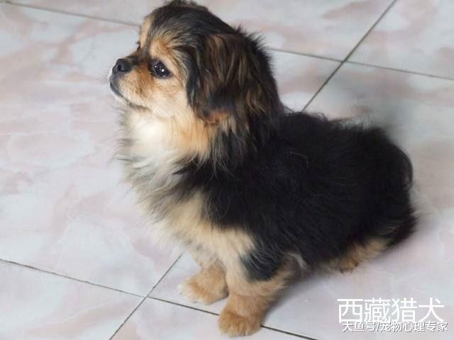 辟谣！只有中华田园犬才叫土狗？不同地域的土狗种类很丰富