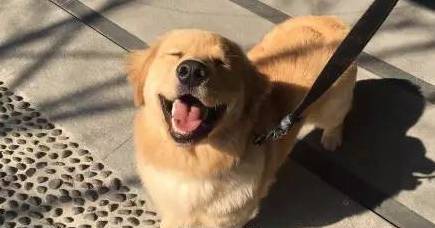 在给狗子取名这件事上，每个主人都是天才...