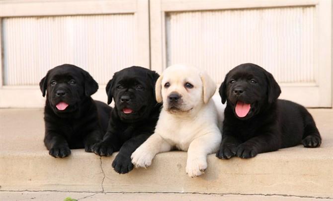 狗狗幼犬時期，4種東西不能少，鏟屎官千萬別吝嗇