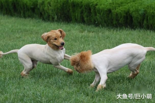 狗狗比人更怕热，25度室温是红线，吹风扇根本无效